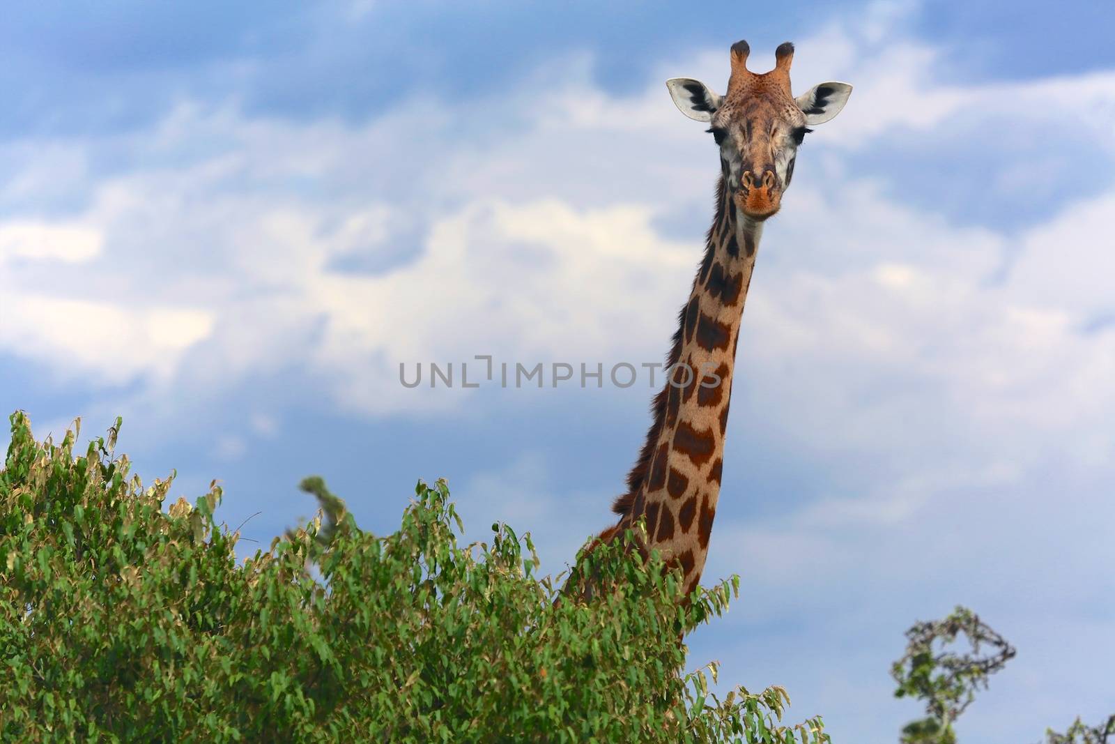 giraffe at the masai mara national park kenya