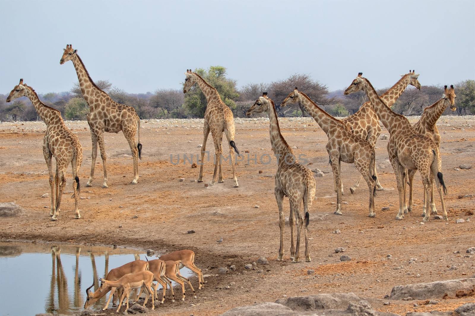 height giraffes at etosha national park namibia