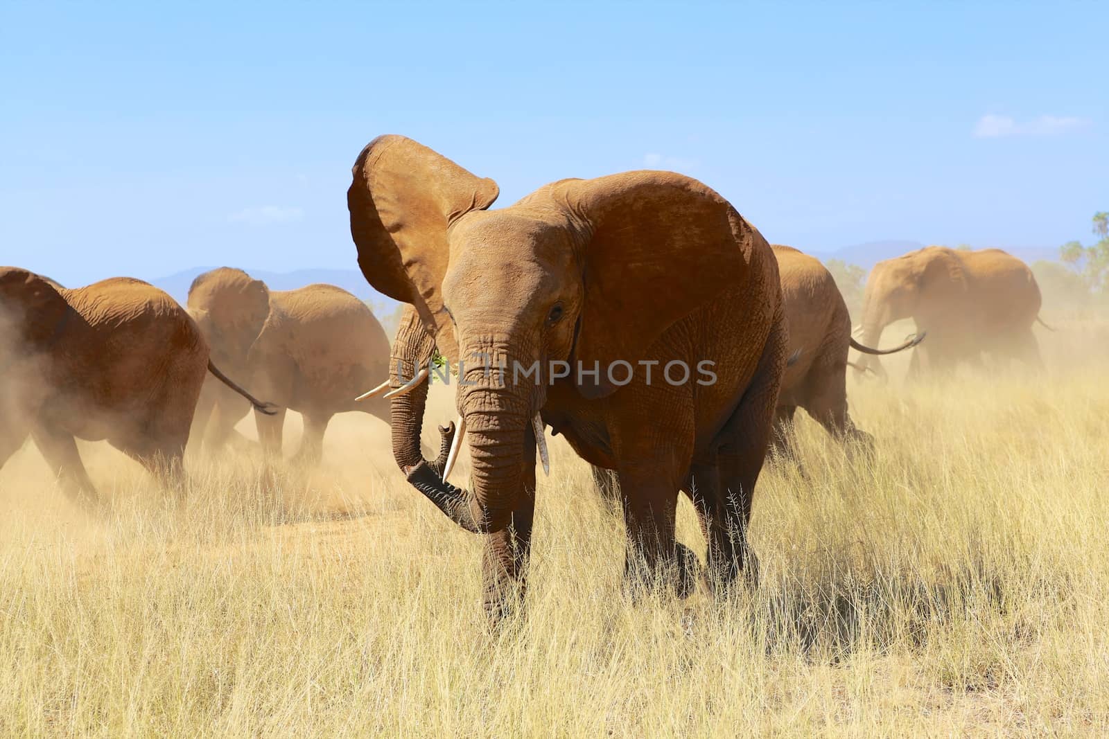 herd of elephants at samburu national park kenya africa