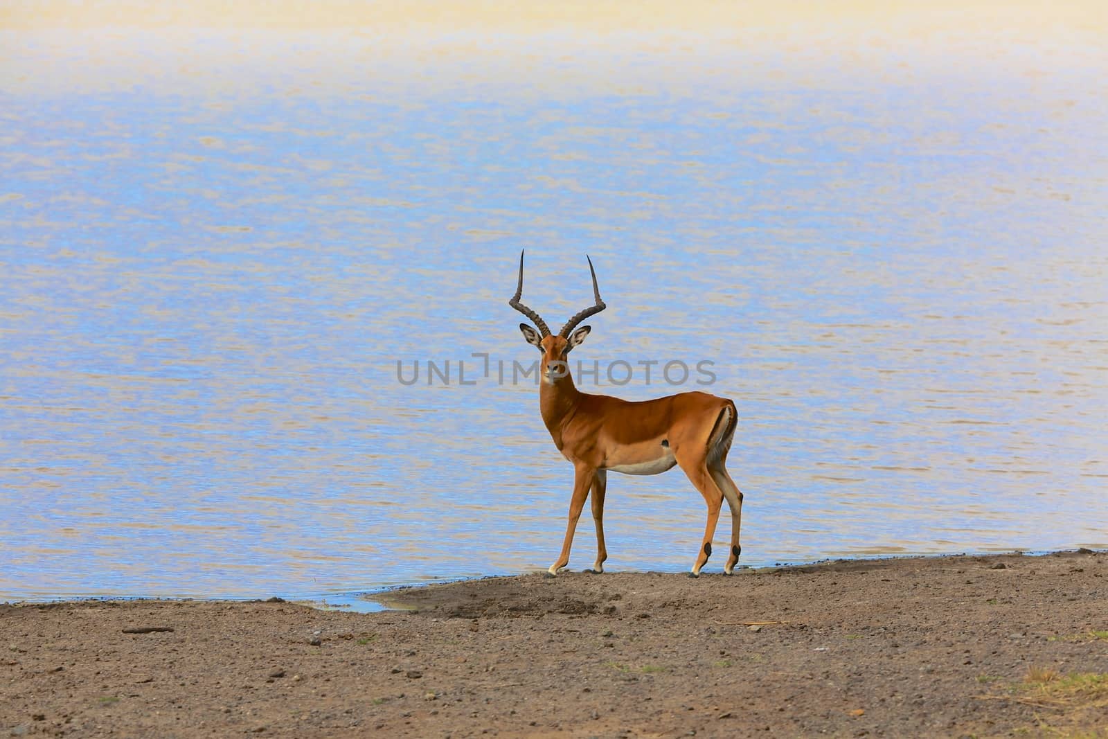 impala at samburu national park kenya