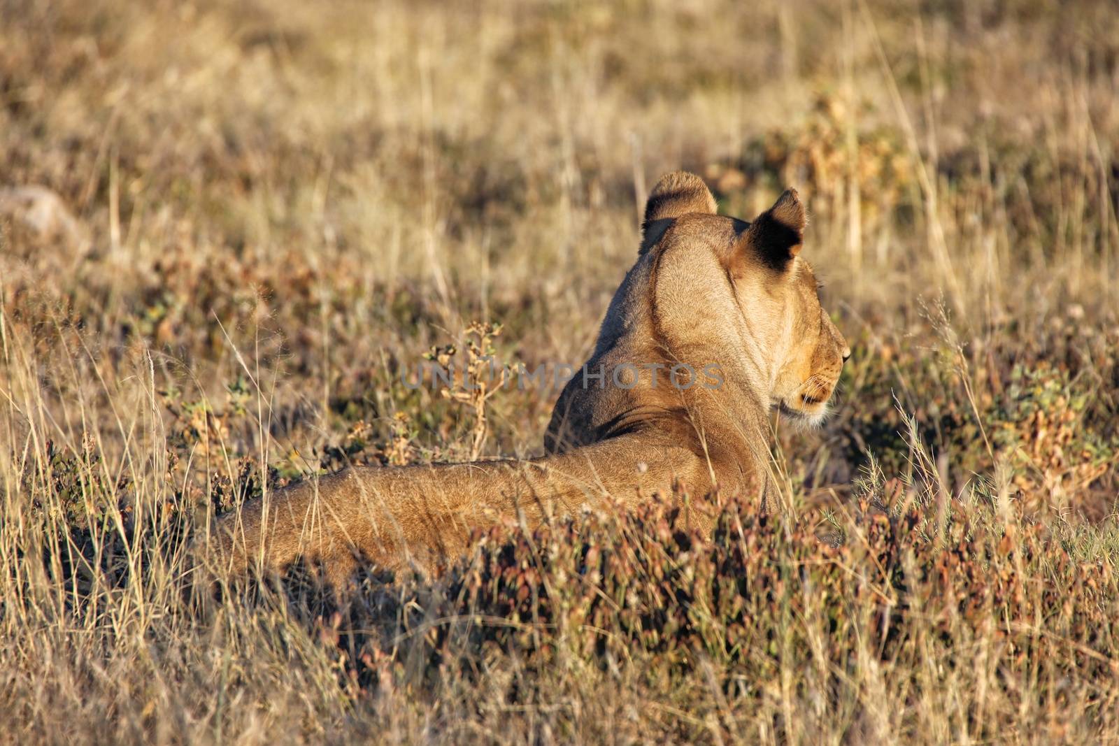 lioness lying down in the bush at etosha national park kenya