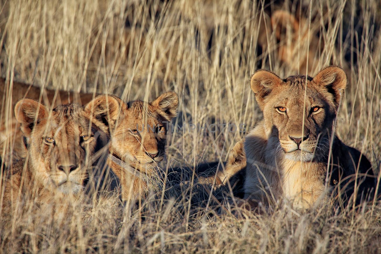 lions at etosha national park namibia