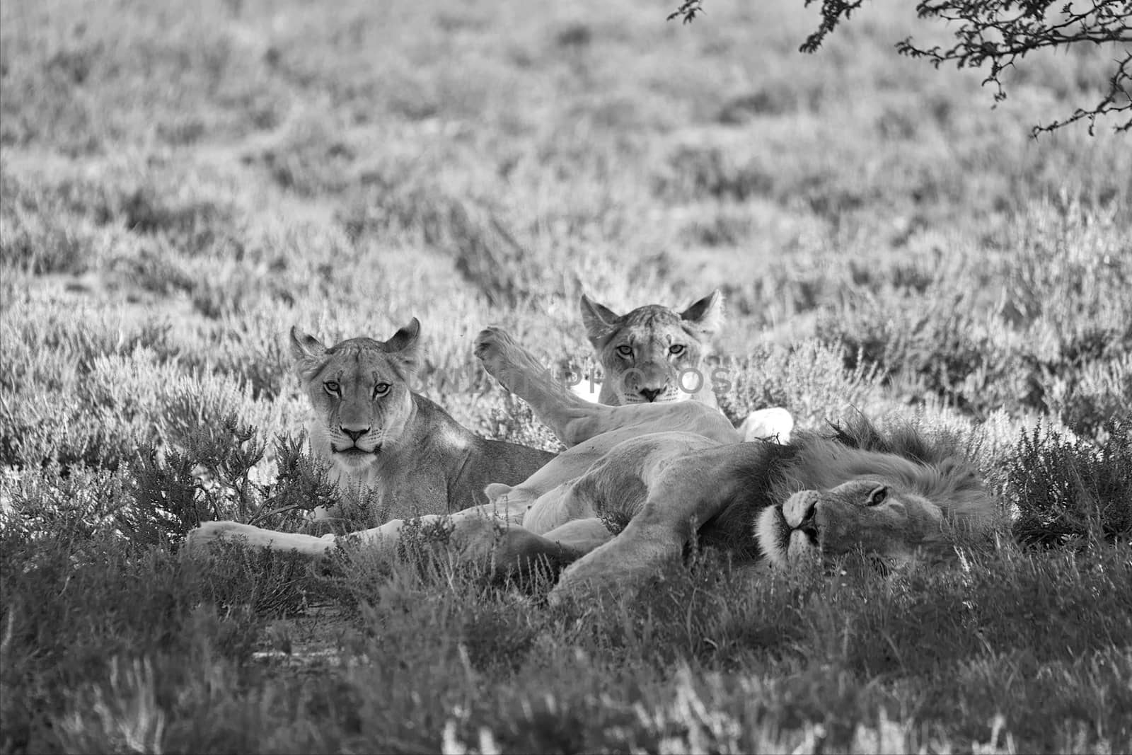 lions at kgalagadi transfrontier park south african side