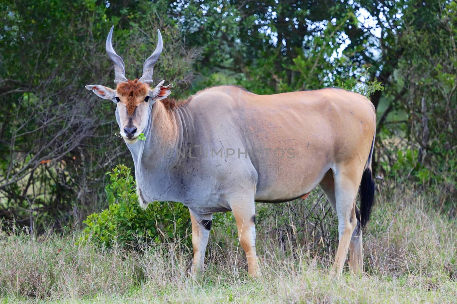 massive cape eland at addo elephant national park