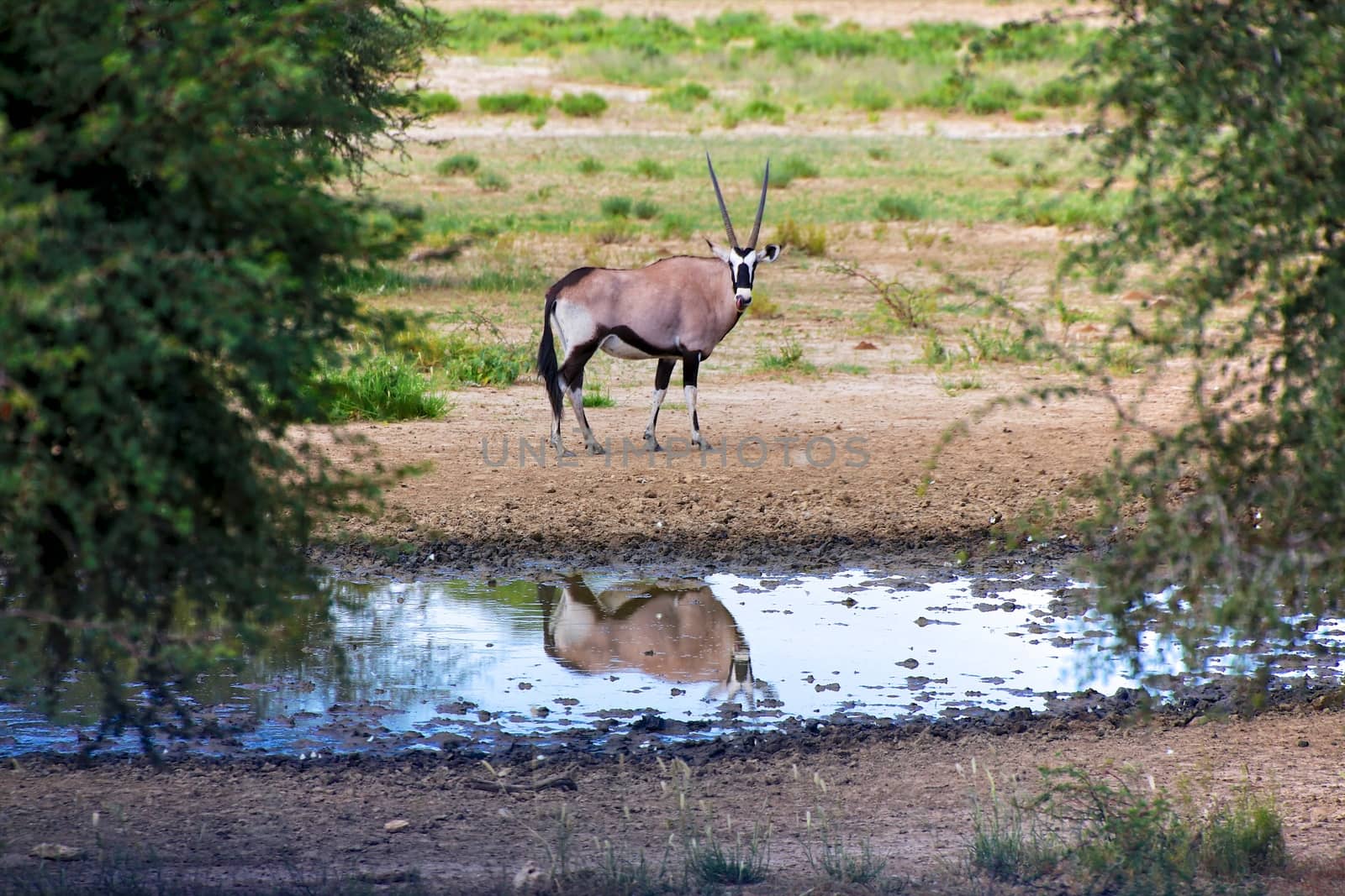 oryx at the kgalagadi transfrontier park south africa