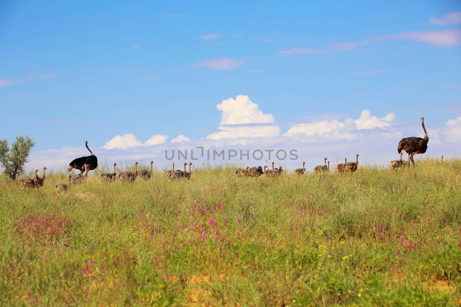 ostrich babies at kgalagadi transfrontier national park by photogallet