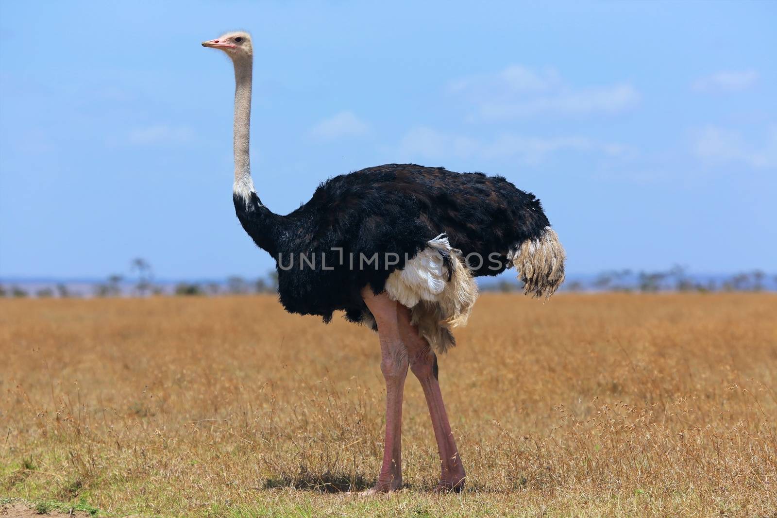 ostriche at the masai mara national park kenya