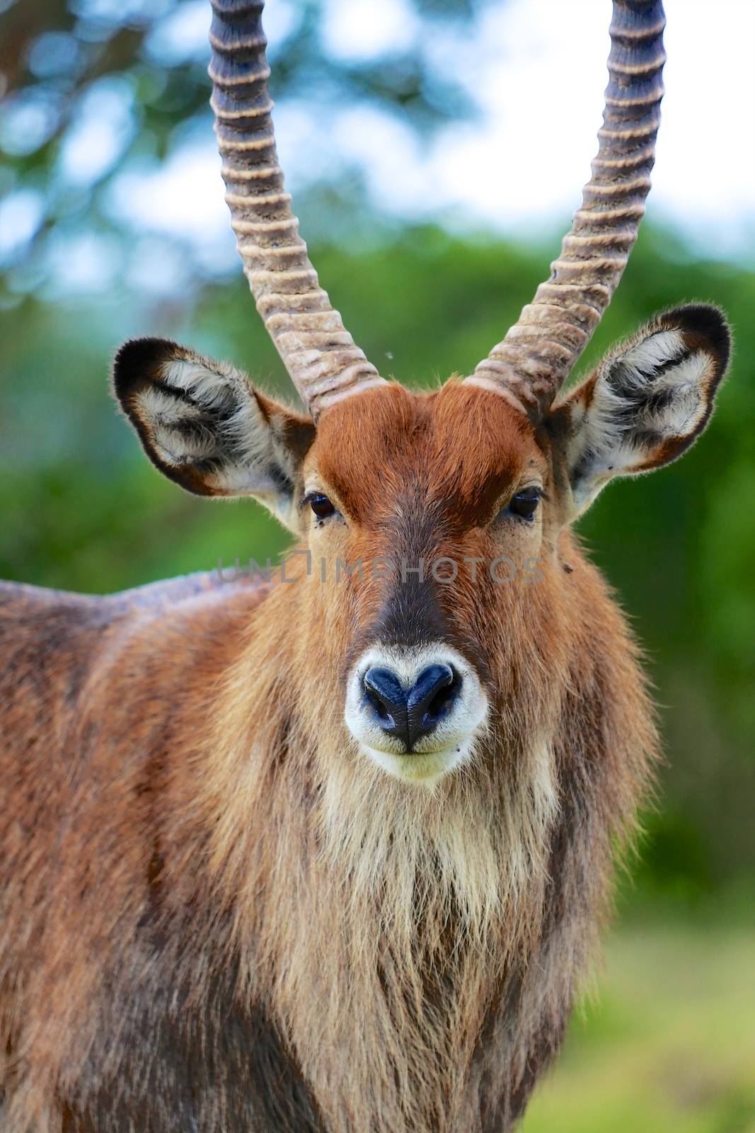 portrait of a waterbuck at the masai mara national park kenya