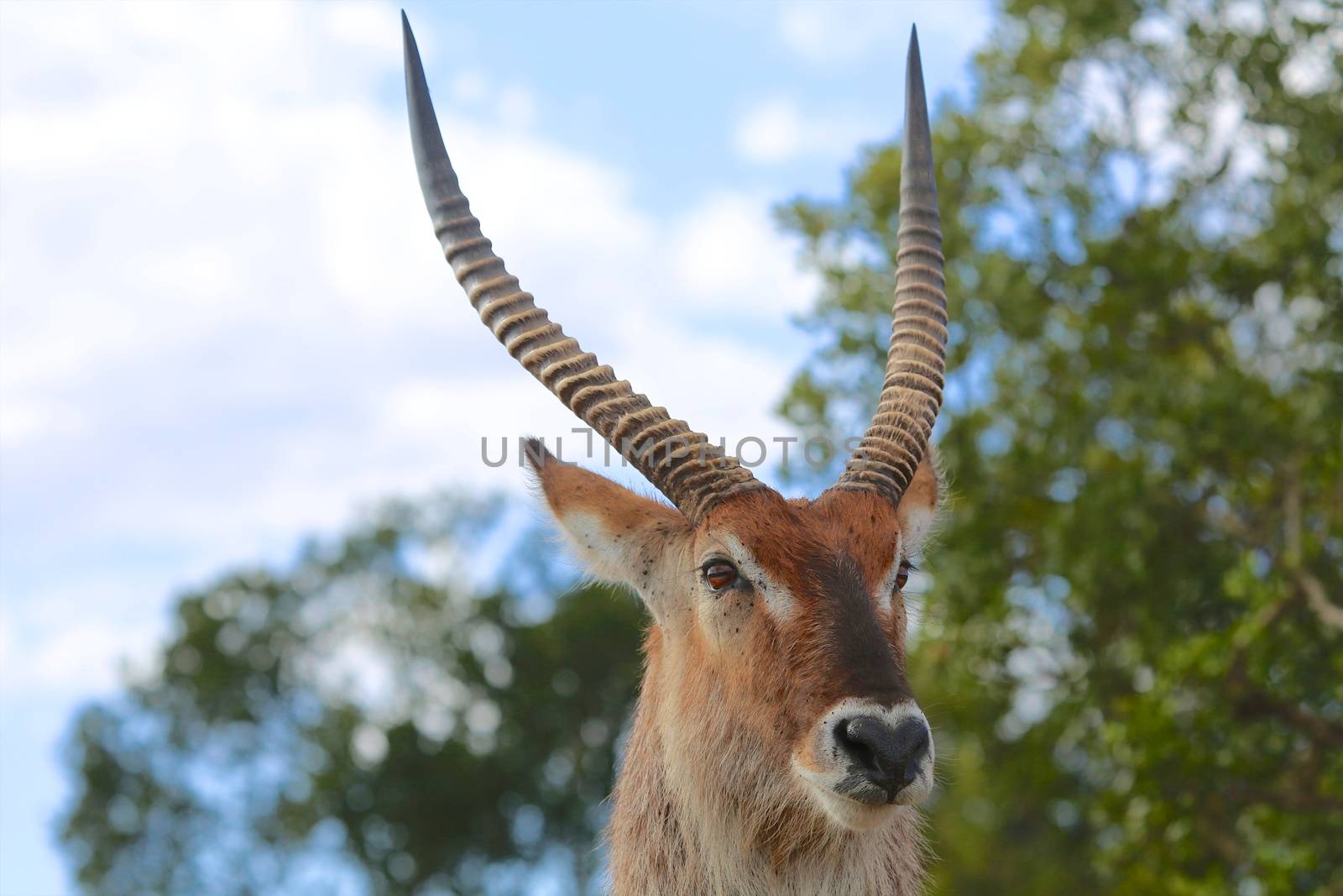 portrait of a waterbuck at the masai mara national park kenya