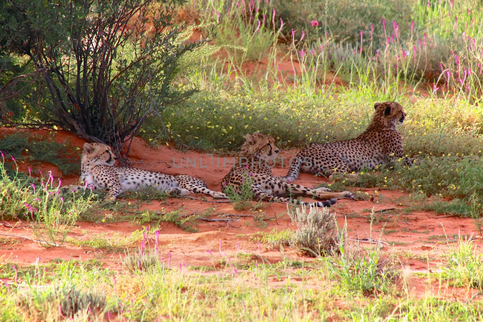 three cheetah at kgalagadi transfrontier park south africa