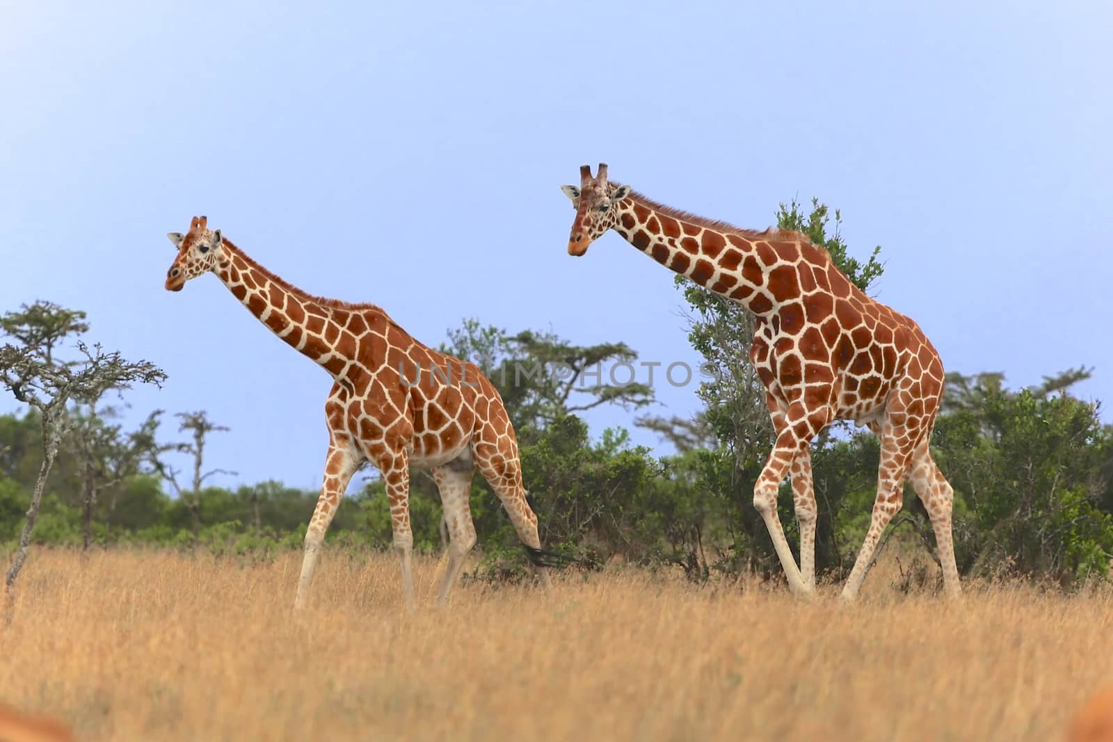 two giraffes walking in the samburu national park kenya