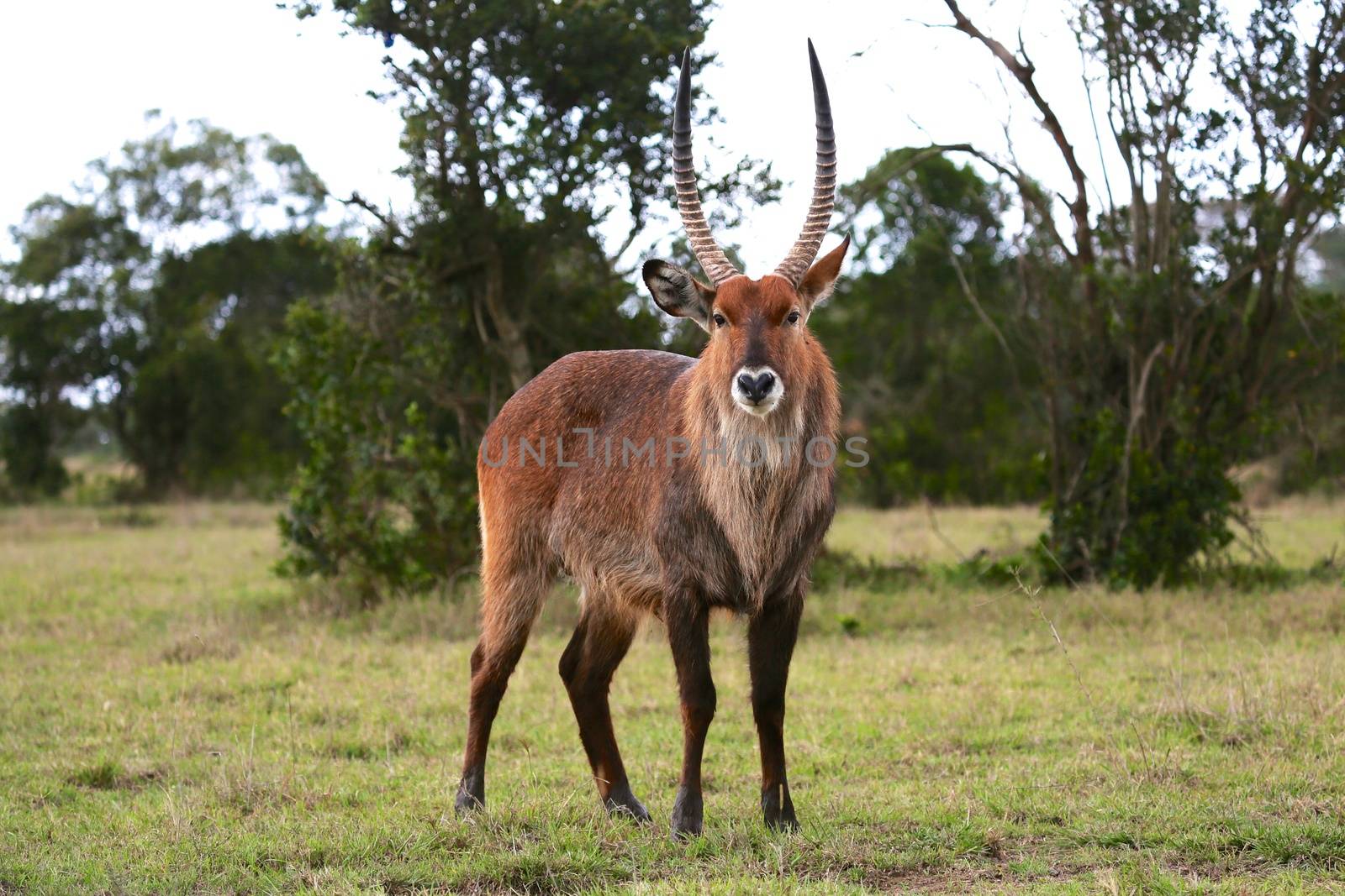 waterbuck at the masai mara national park kenya