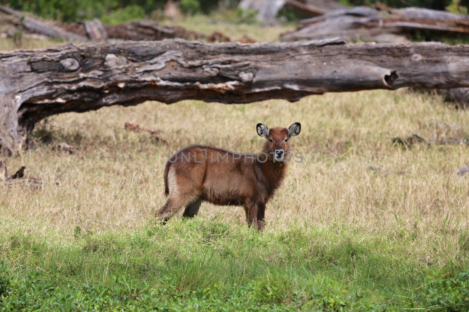 waterbuck calf at masai mara national park