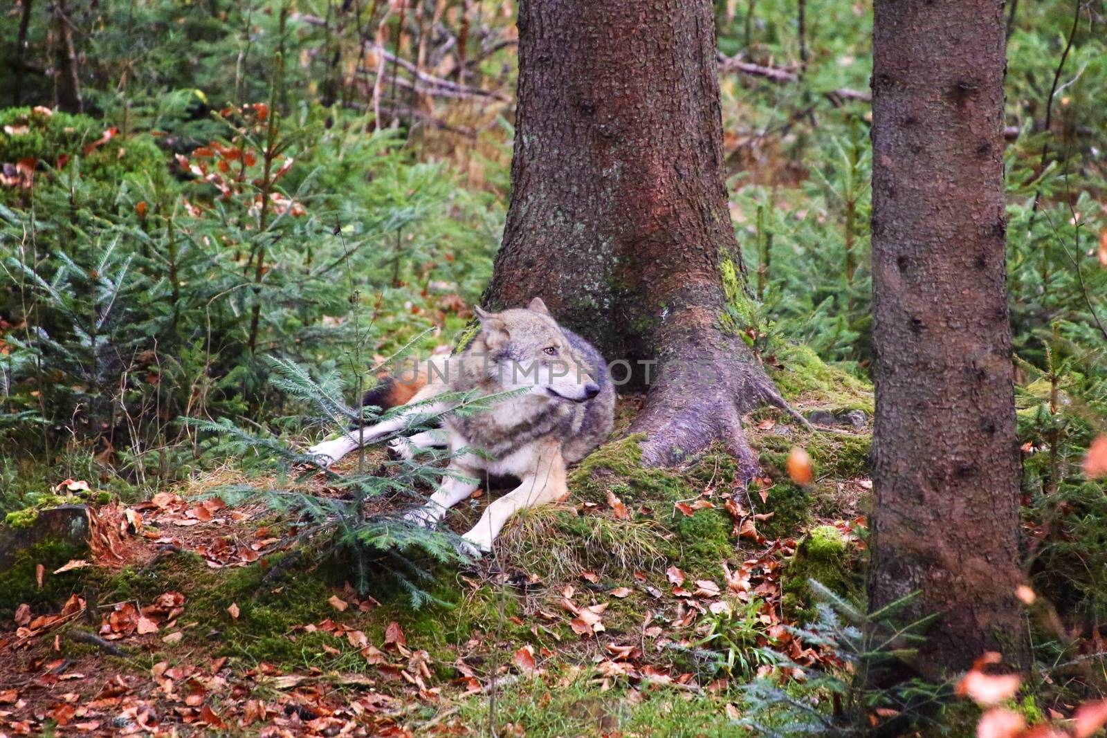 wolf at bavarian forest national park germany