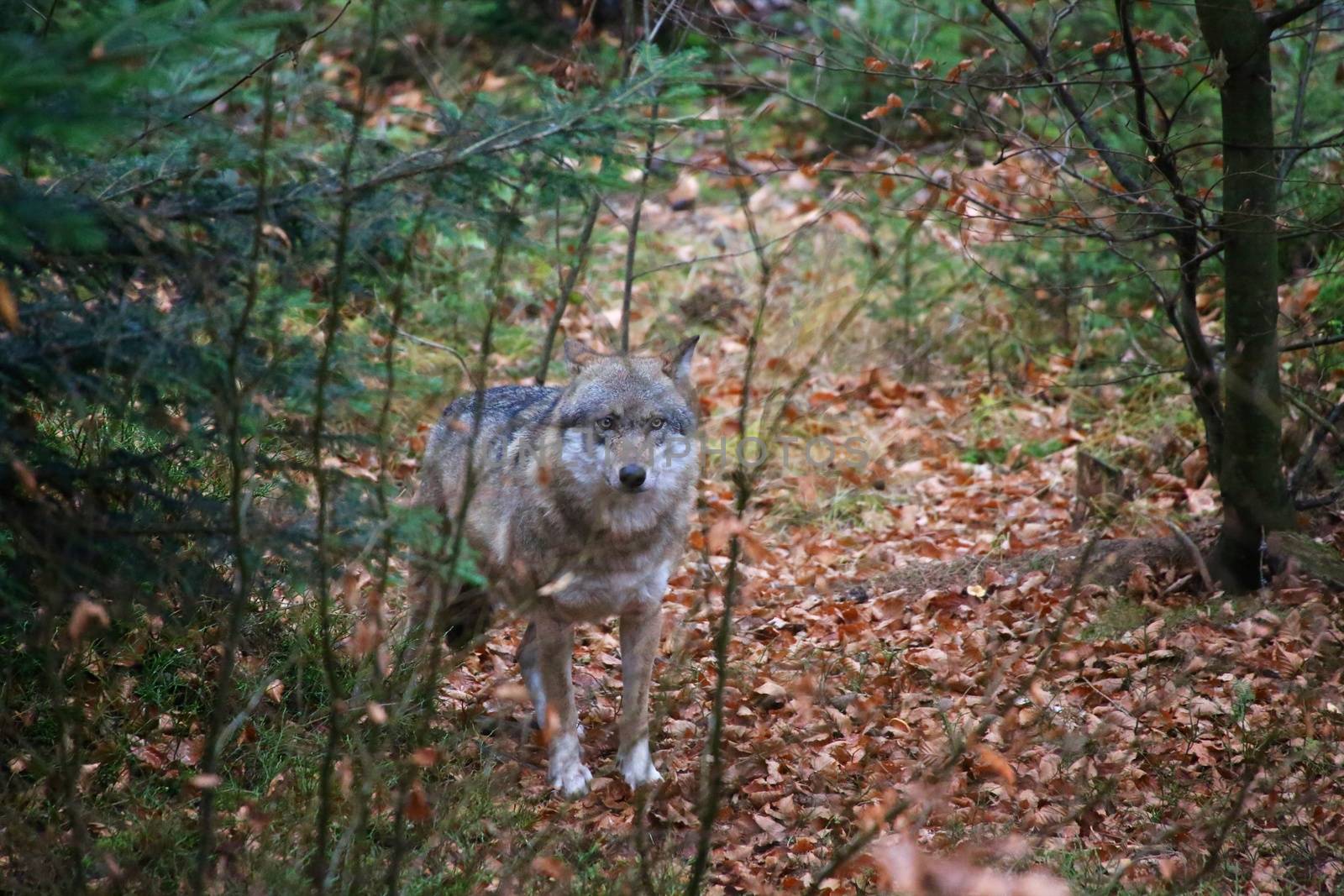 wolf at bavarian forest national park germany