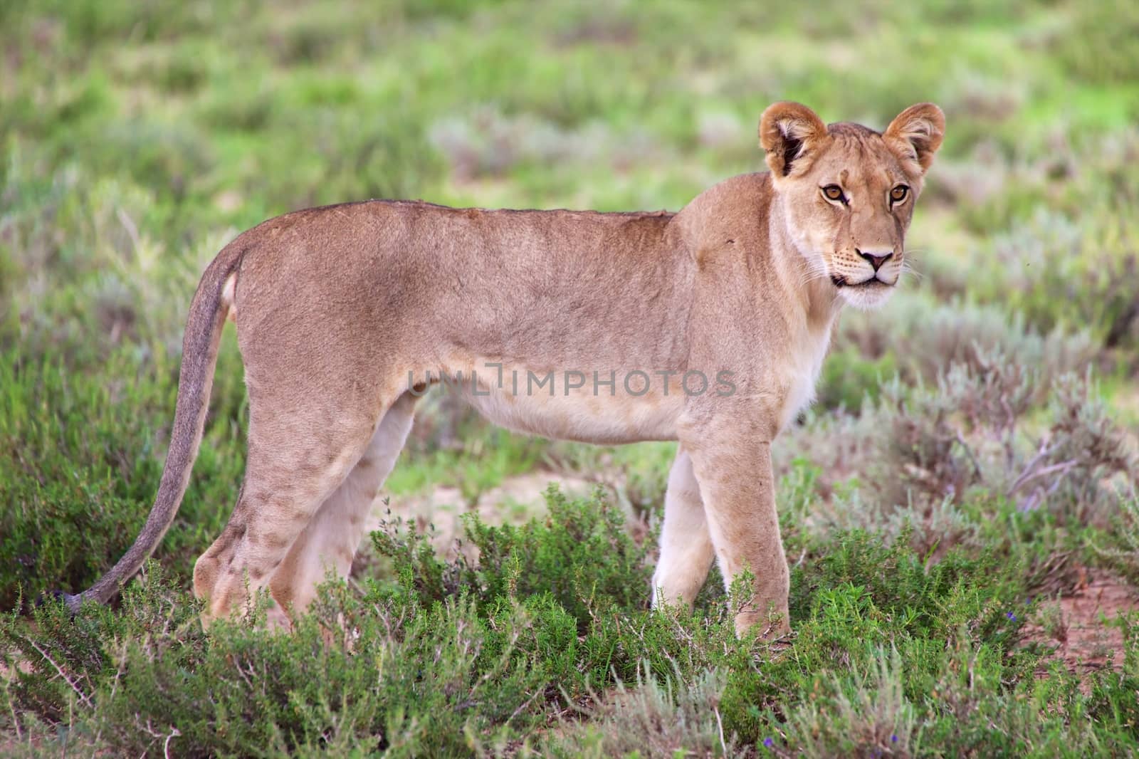 young lioness at kgalagadi transfrontier park south african side