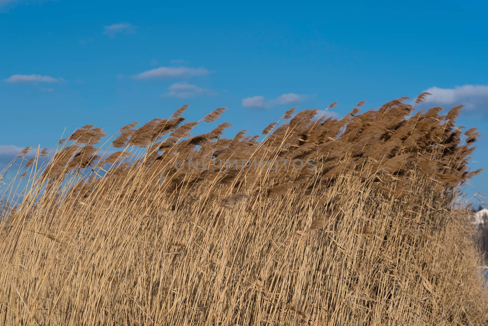 Swaying reed under blue sky with some clouds.