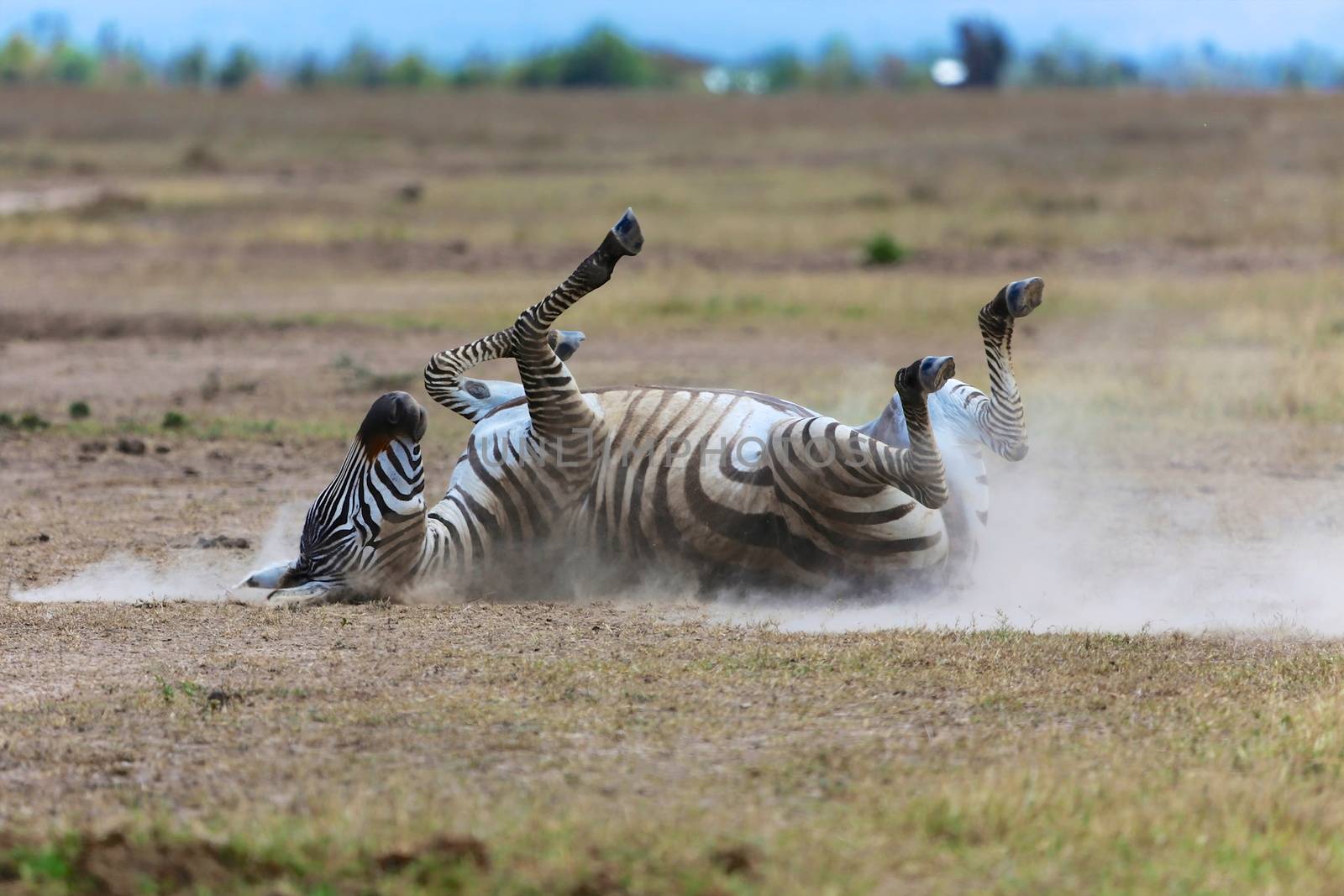 zebra one the dust at masai mara national park kenya