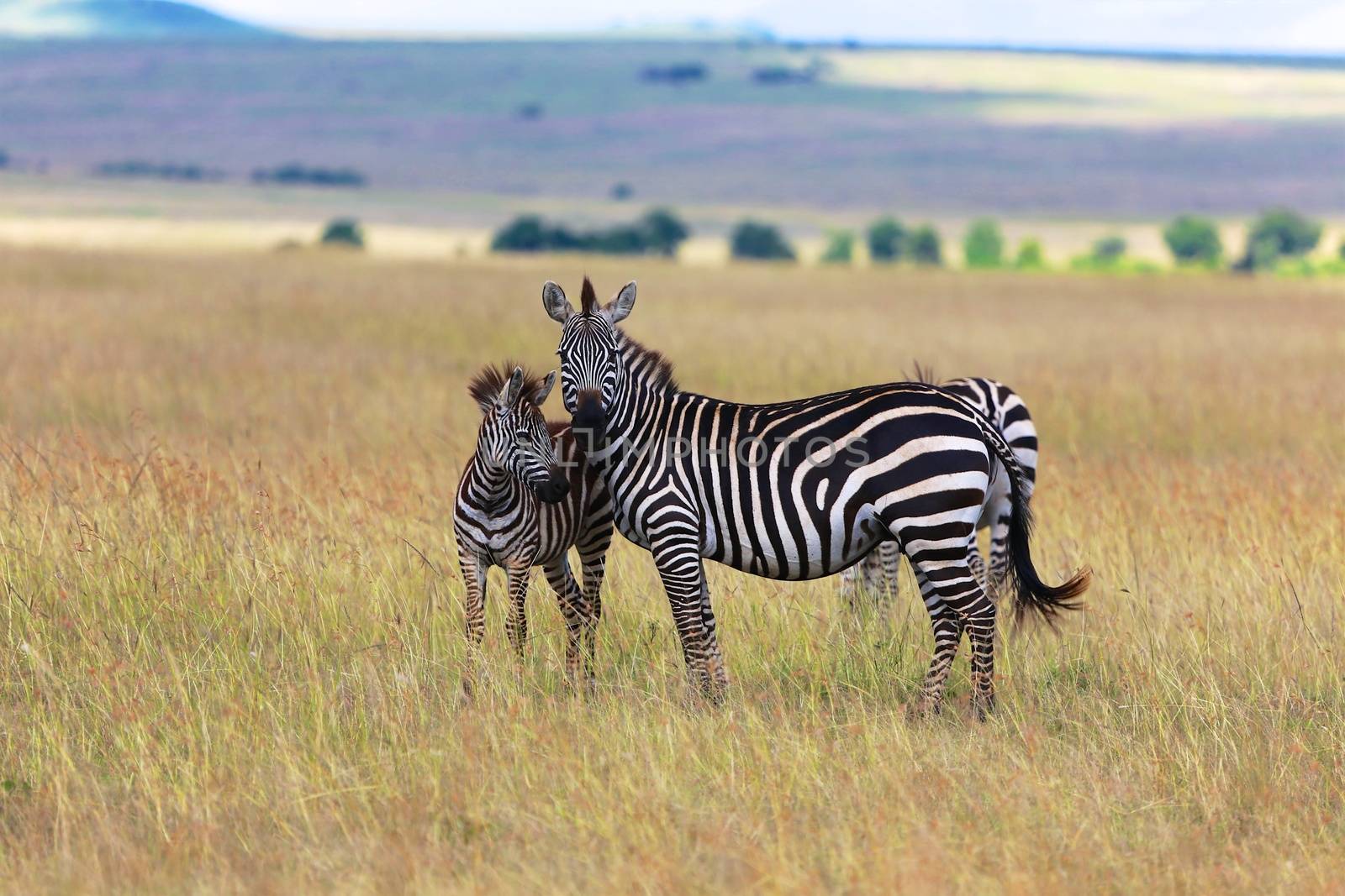 zebras at the masai mara national park kenya