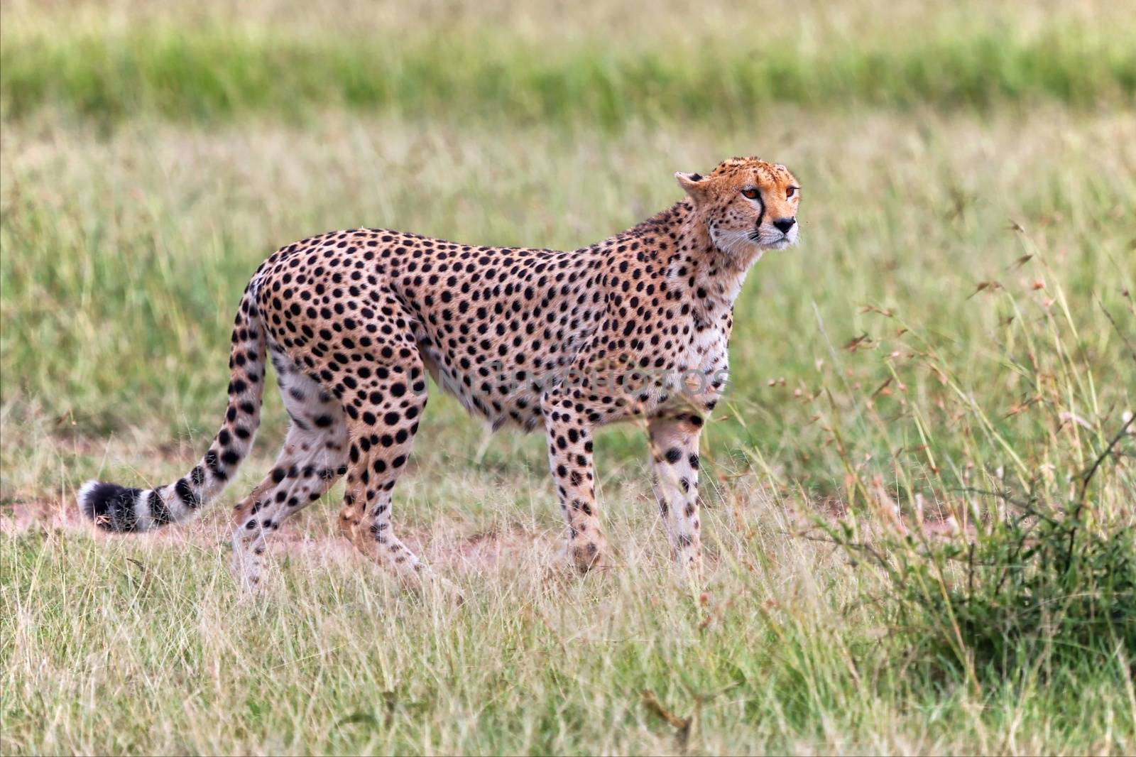 a beautiful cheetah hunting at the masai mara national park
