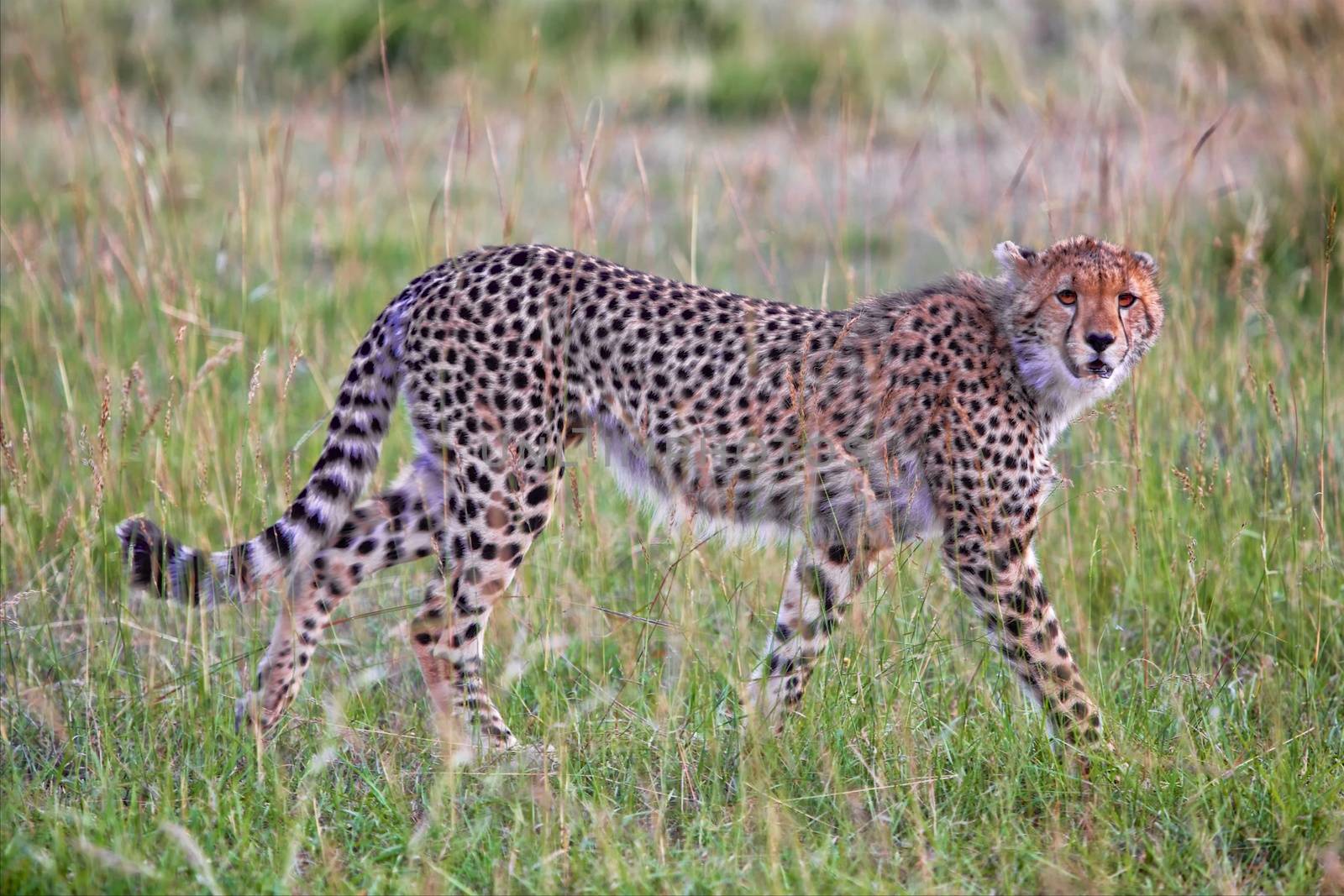 a beautiful young cheetah hunting at the masai mara national park kenya