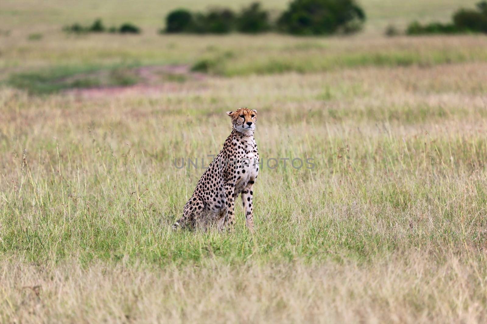 a cheetah in the bush at the masai mara national park kenya africa