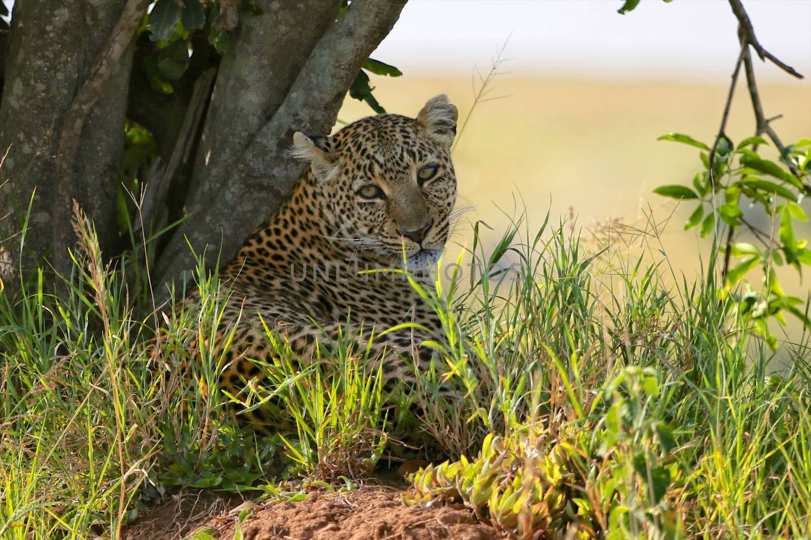 a leopard at the masai mara national park kenya