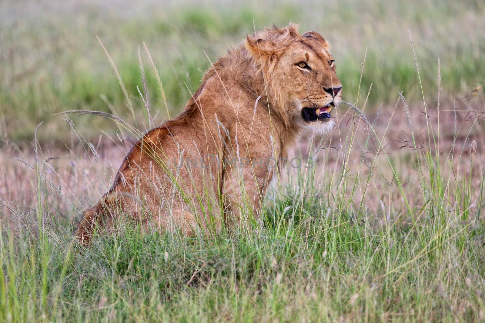 a lion resting in the grass at masai mara national park kenya by photogallet