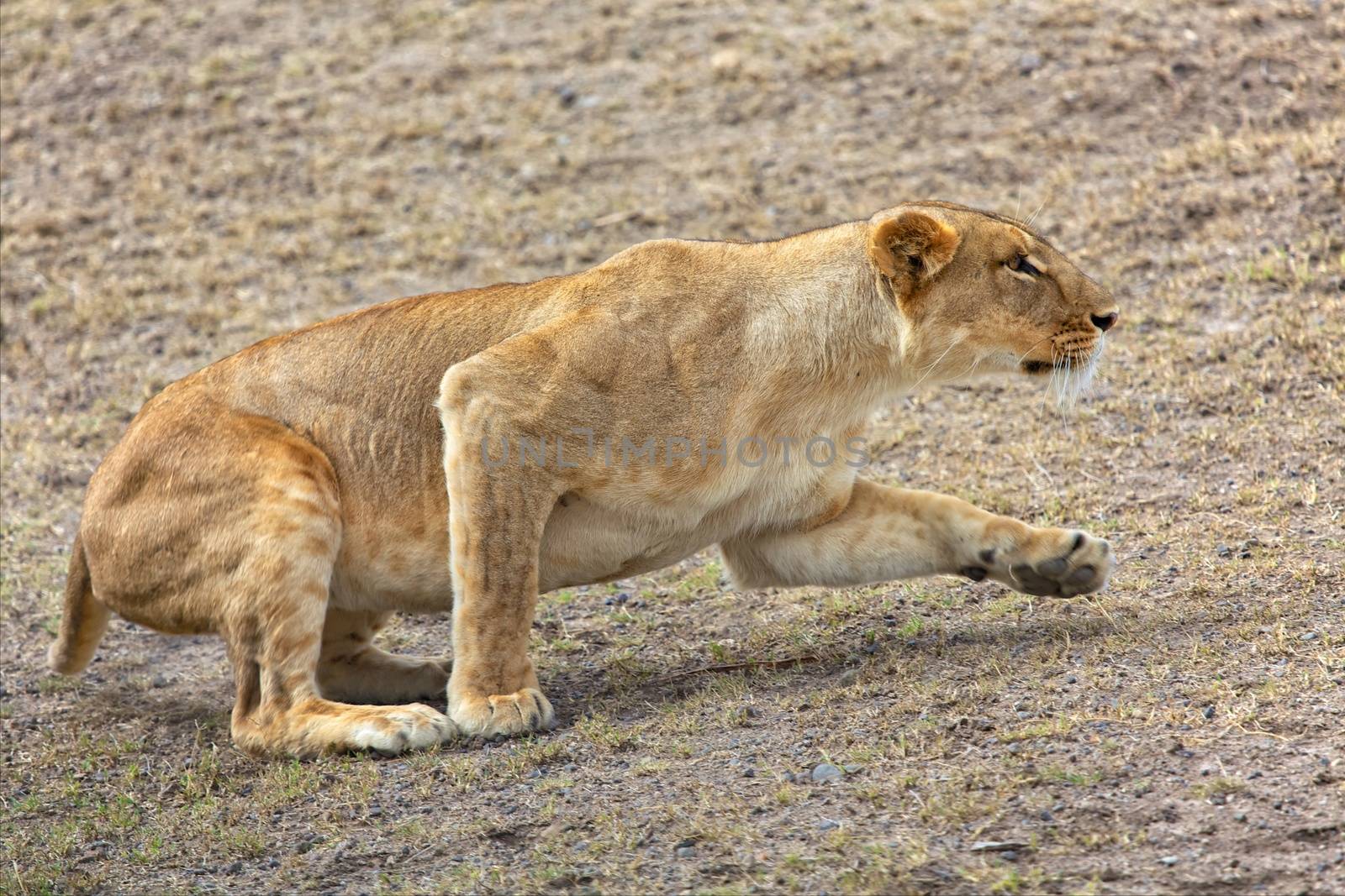 a lioness hunting at the masai mara  by photogallet