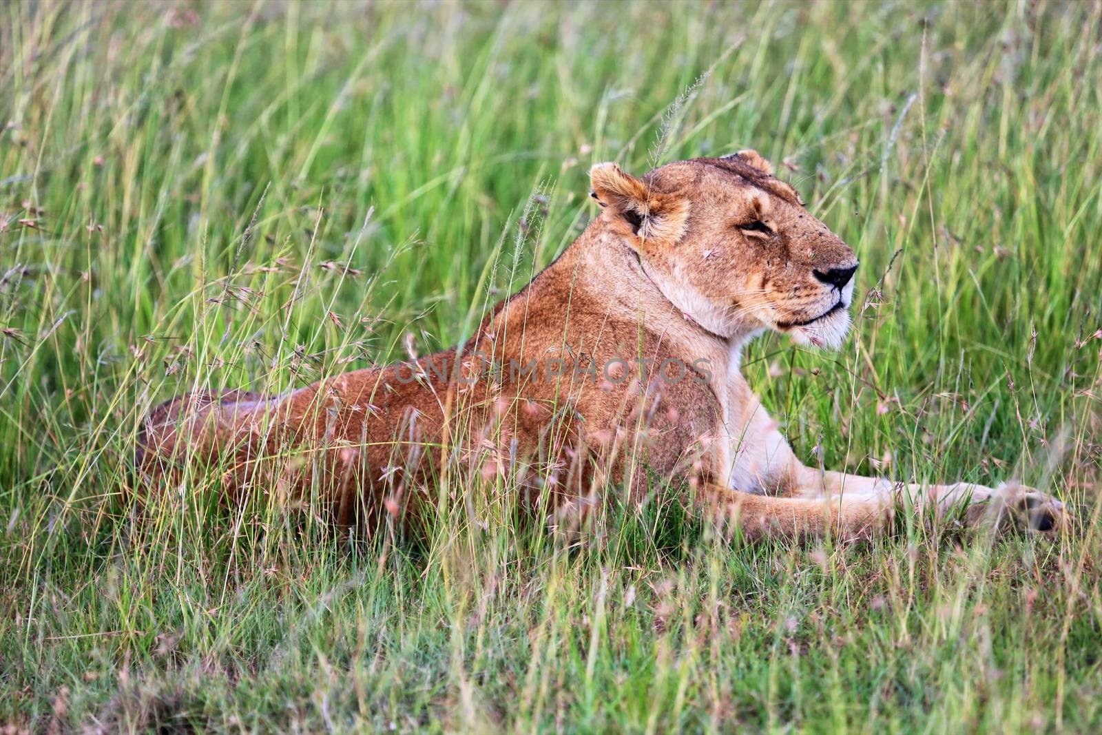 a lioness resting in tha grass at masai mara national park kenya by photogallet