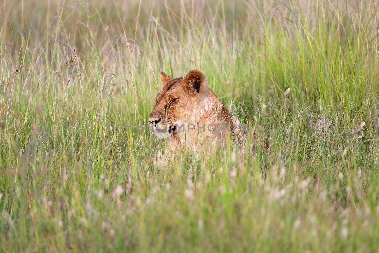 a lioness resting in tha grass at masai mara national park by photogallet