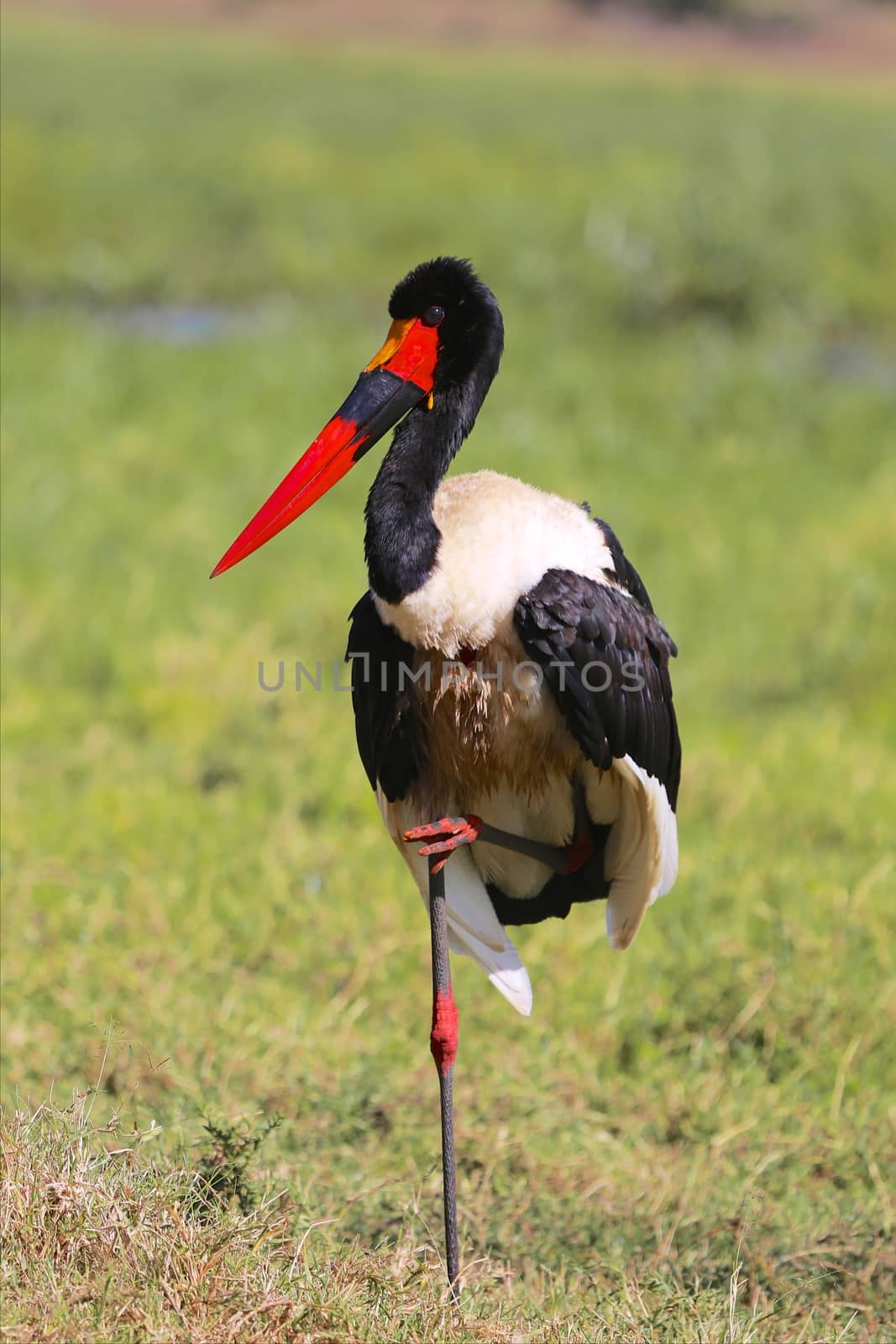 a saddle billed stork at masai mara national park kenya by photogallet