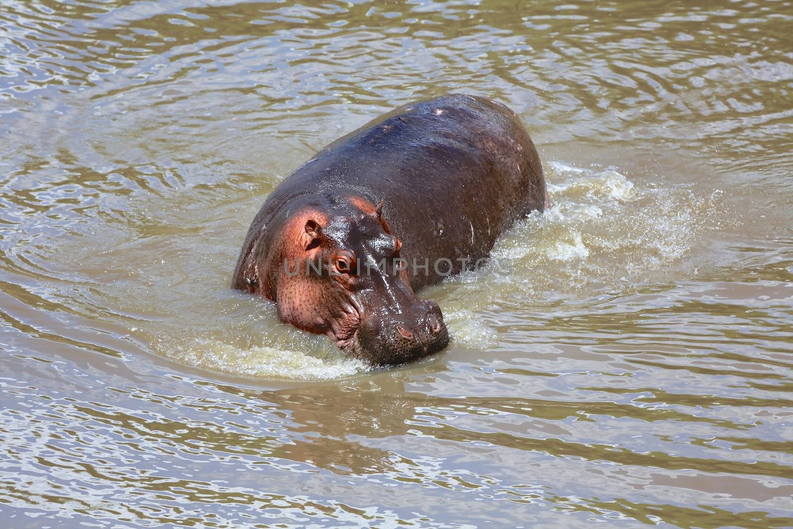 an hippo at the masai mara national park kenya africa