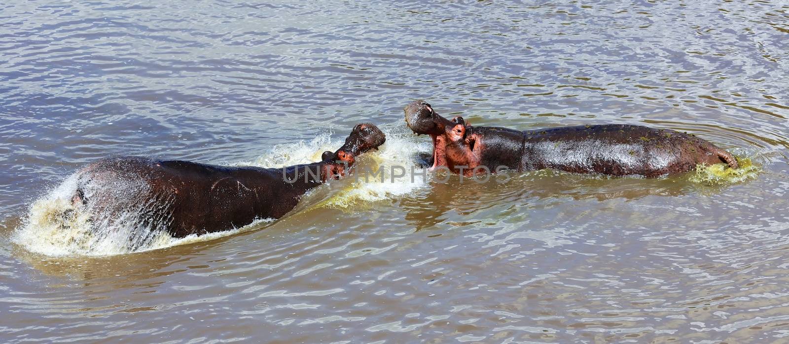 an hippo's fight at the masai mara national park kenya africa