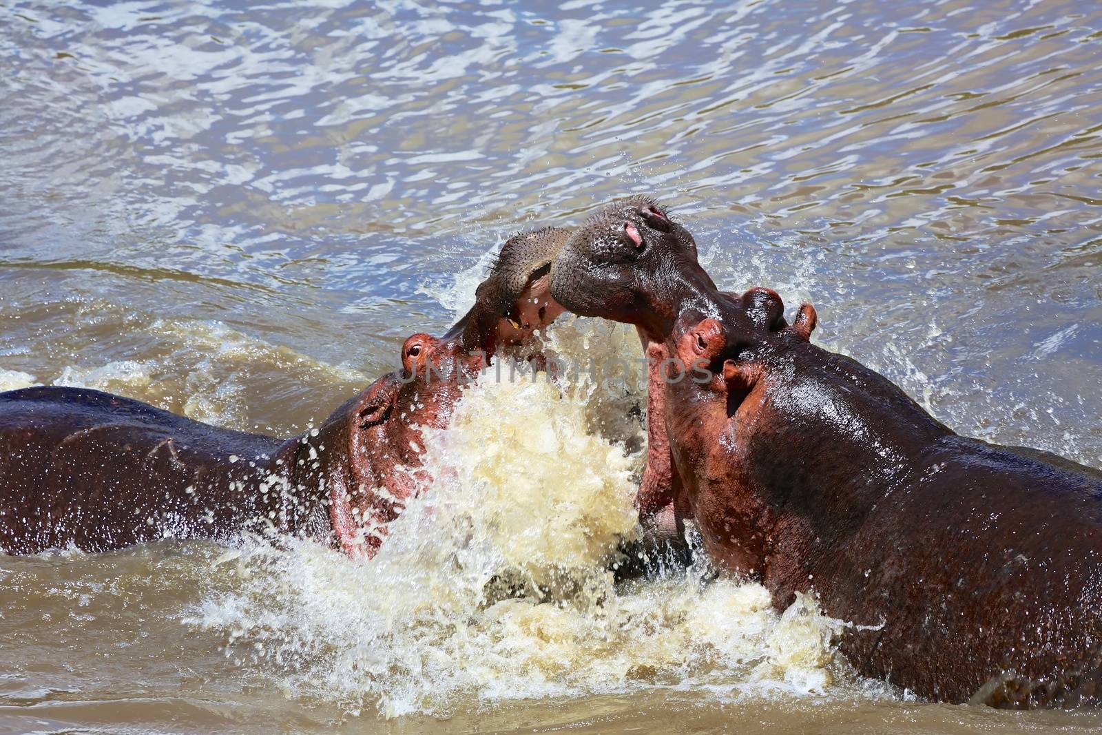 an hippo's fight at the masai mara 