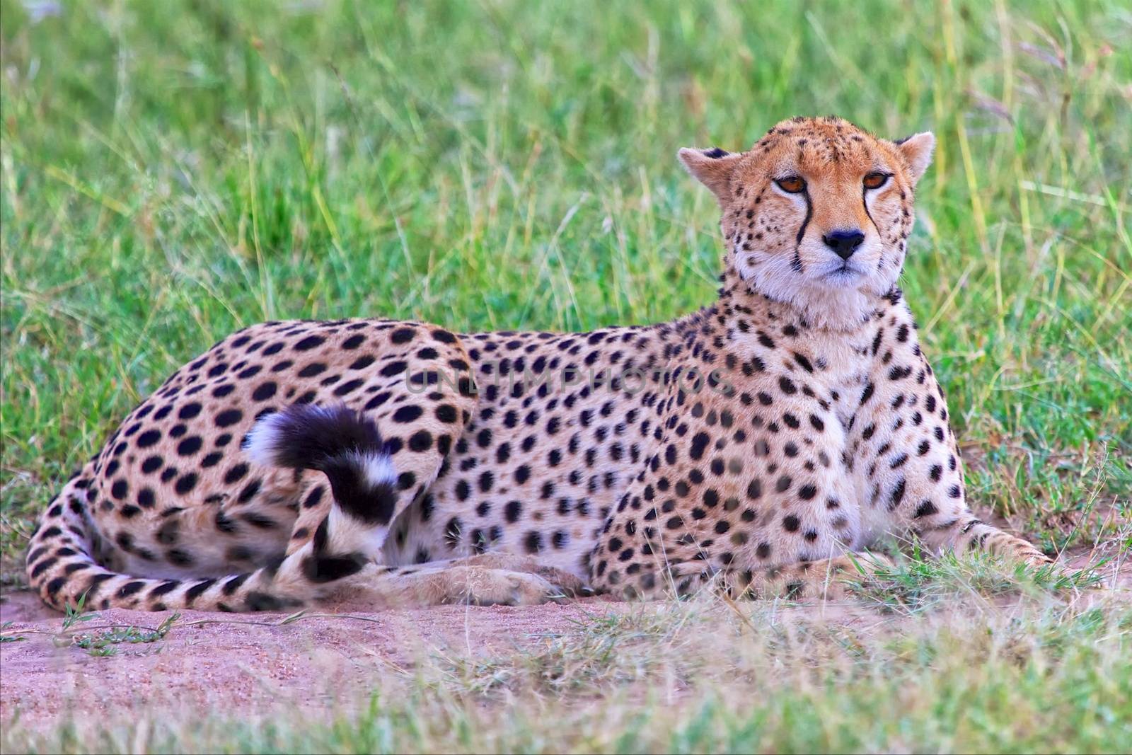 beautiful cheetah resting at the masai mara  by photogallet