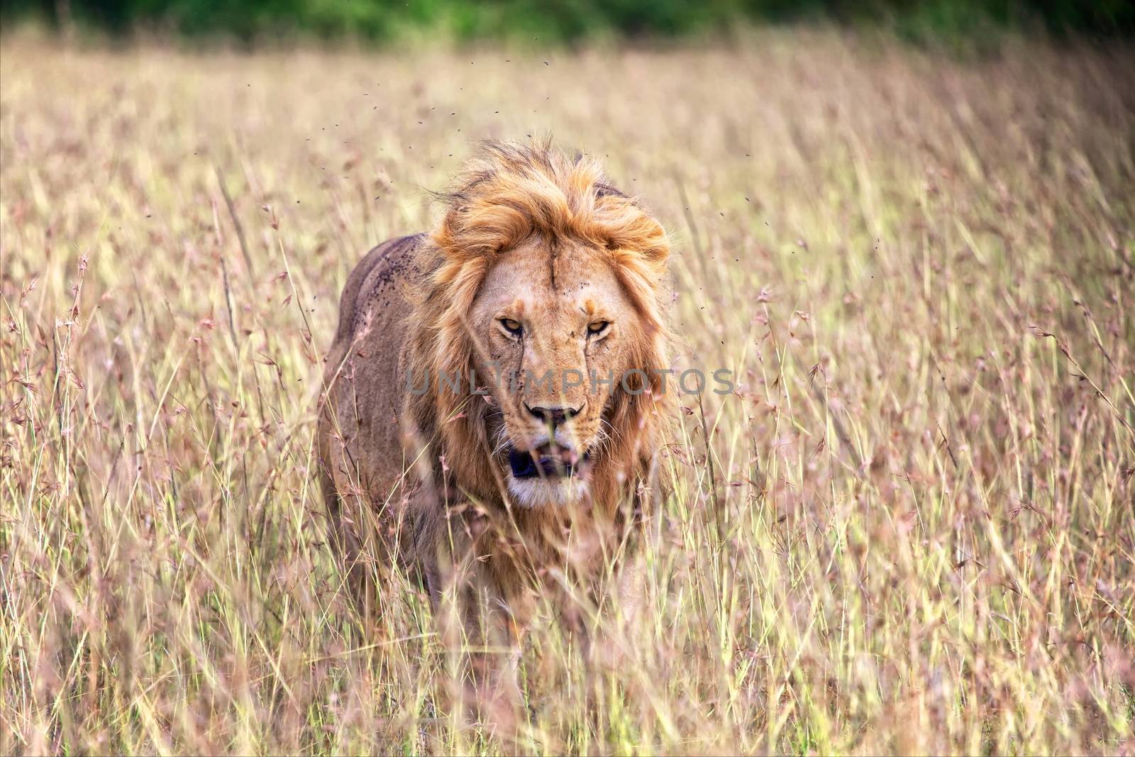 beautiful lion at the masai mara national park kenya 