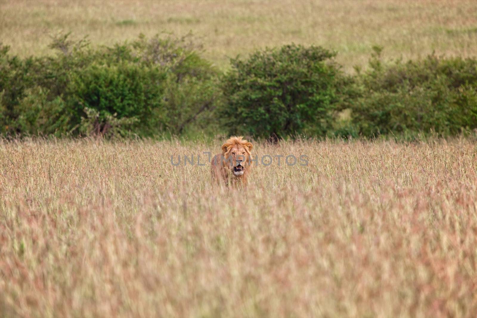 beautiful lion at the masai mara national park kenya 