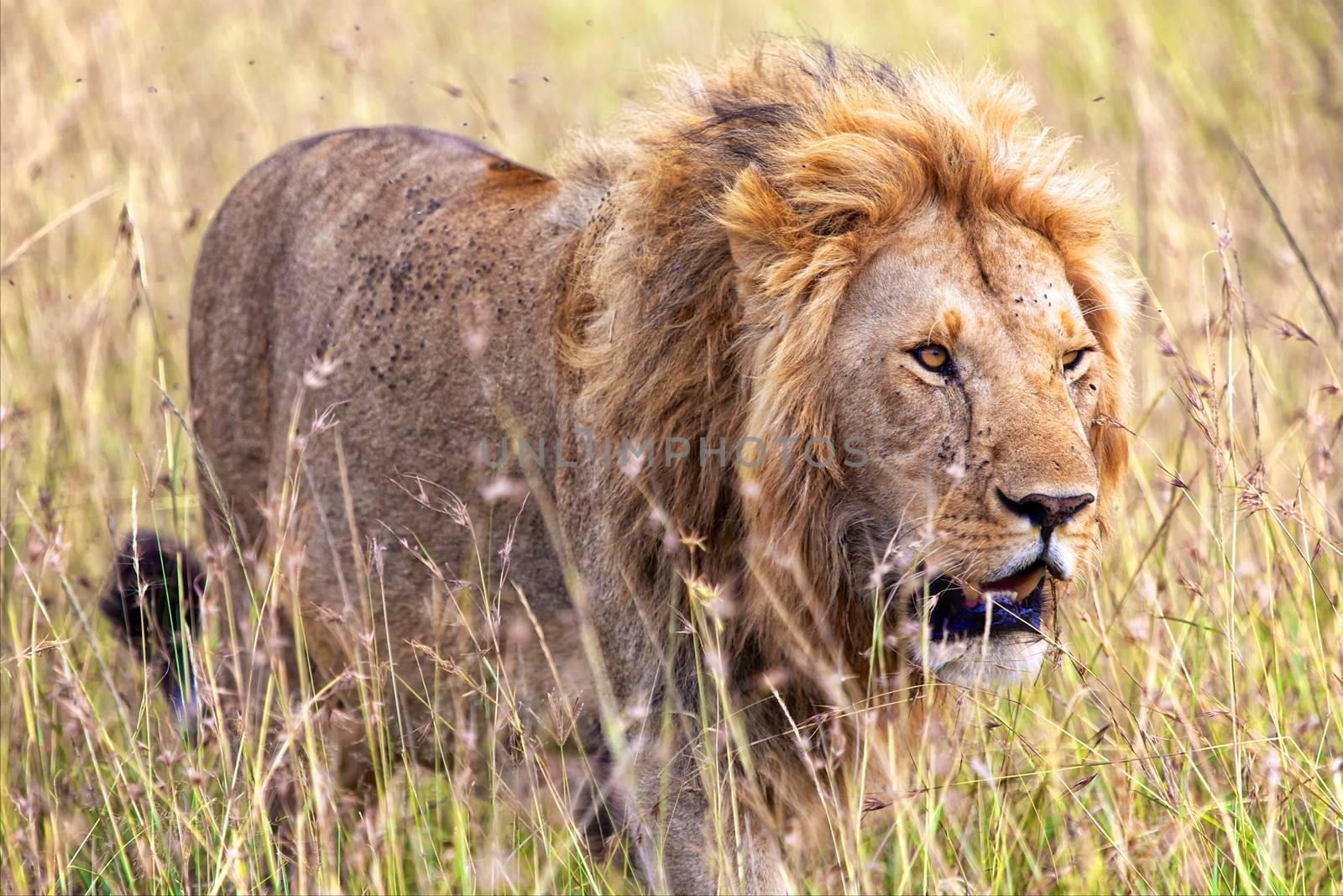 beautiful lion at the masai mara national park kenya 