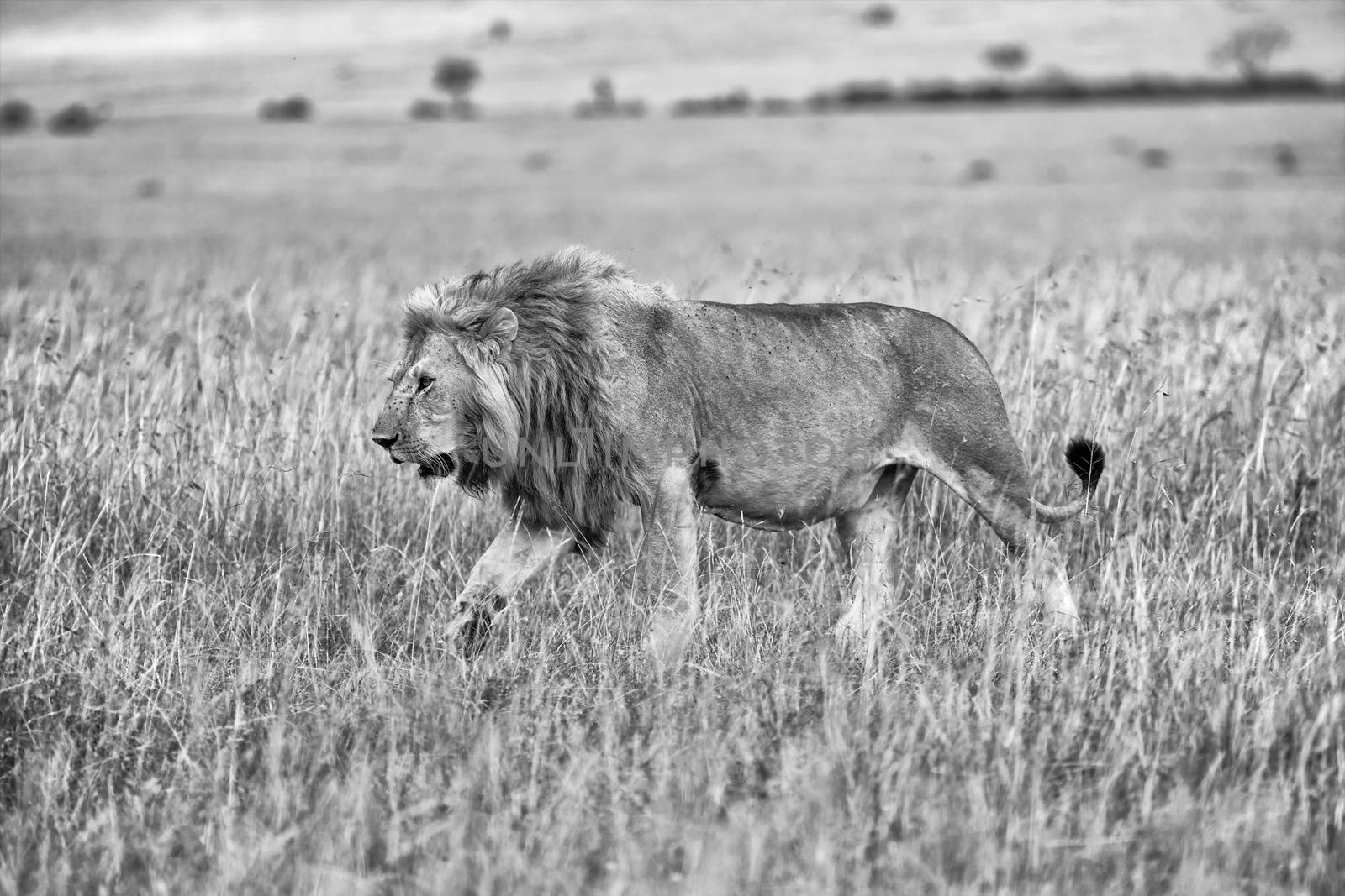 beautiful lion in the bush at the masai mara national park kenya (black and white)