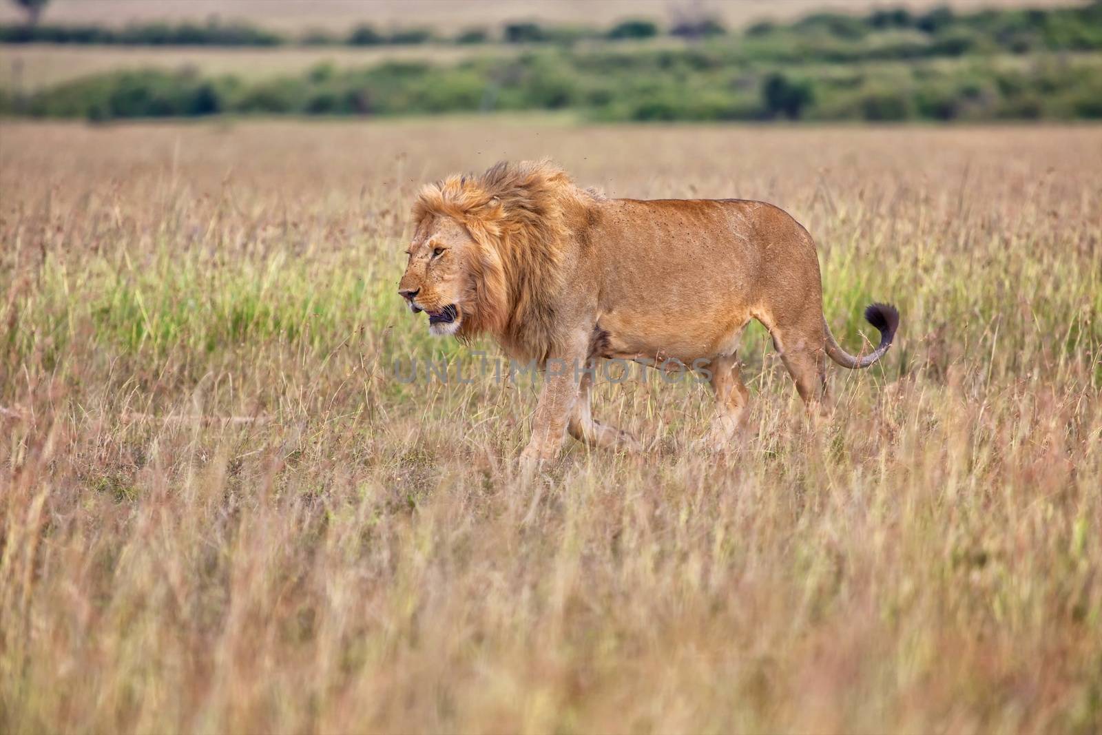 beautiful lion in the bush at the masai mara national park kenya