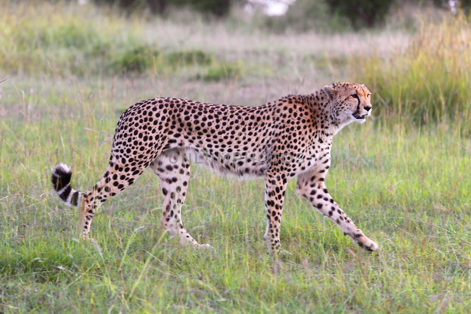 beautiful young cheetah at the masai mara national park kenya