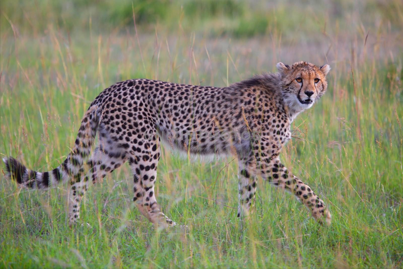 beautiful young cheetah hunting at the masai mara national park kenya by photogallet