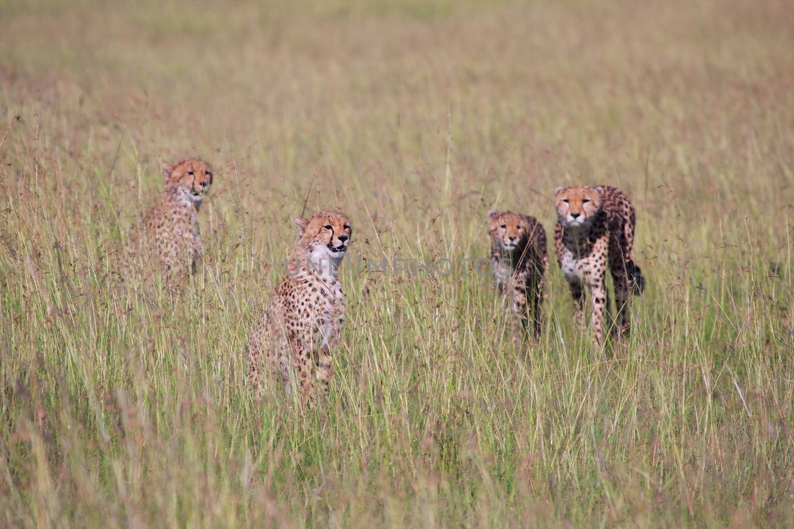 cheetah family hunting at masai mara national park by photogallet