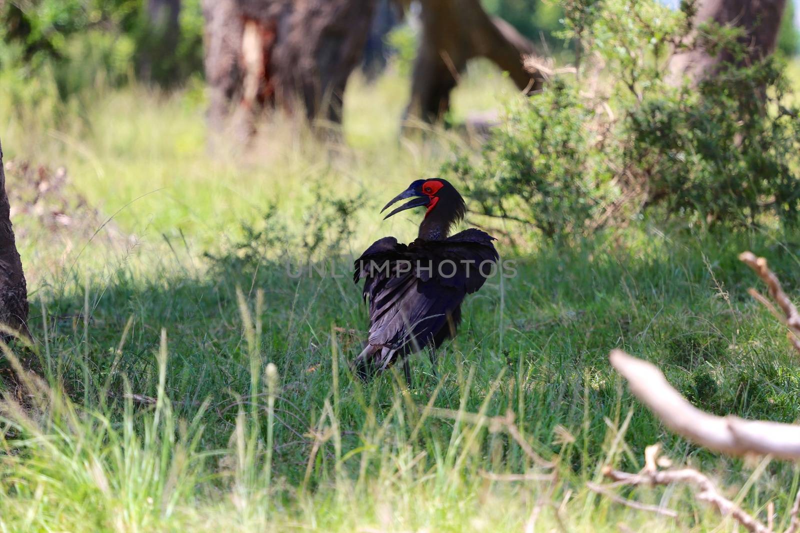 ground hornbill at the masai mara national park kenya