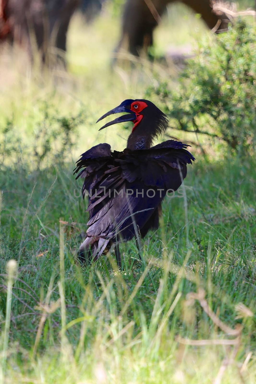 ground hornbill at the masai mara national park  by photogallet