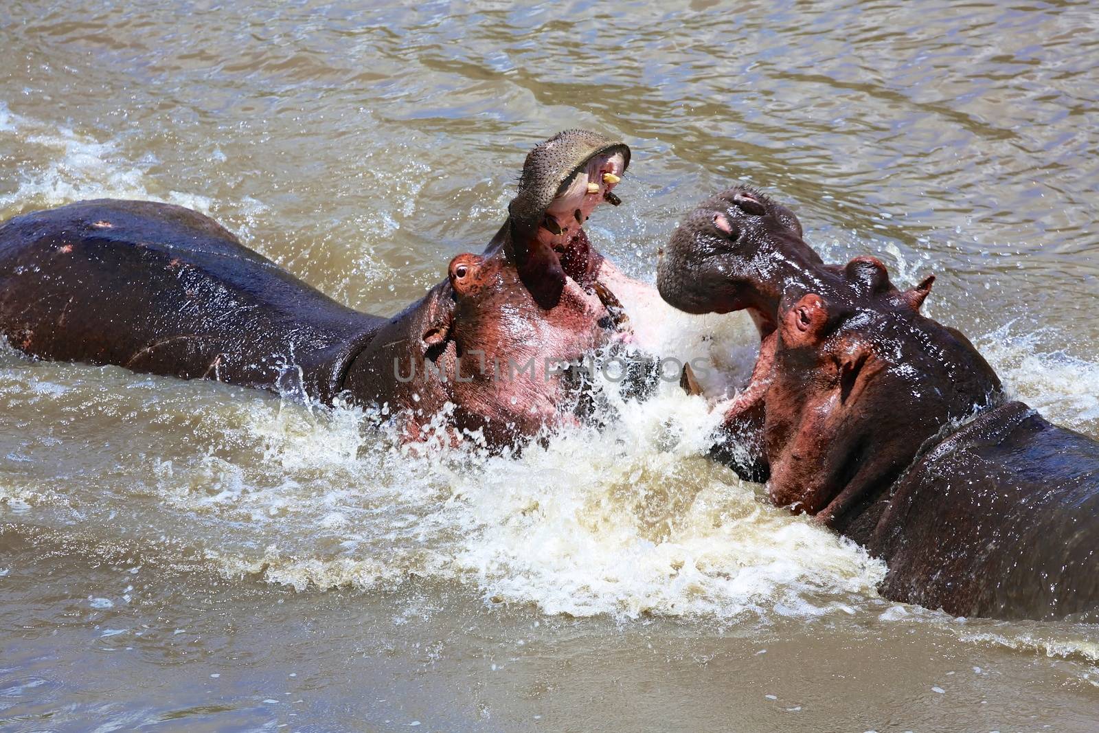 hippo fighting at the masai mara  by photogallet