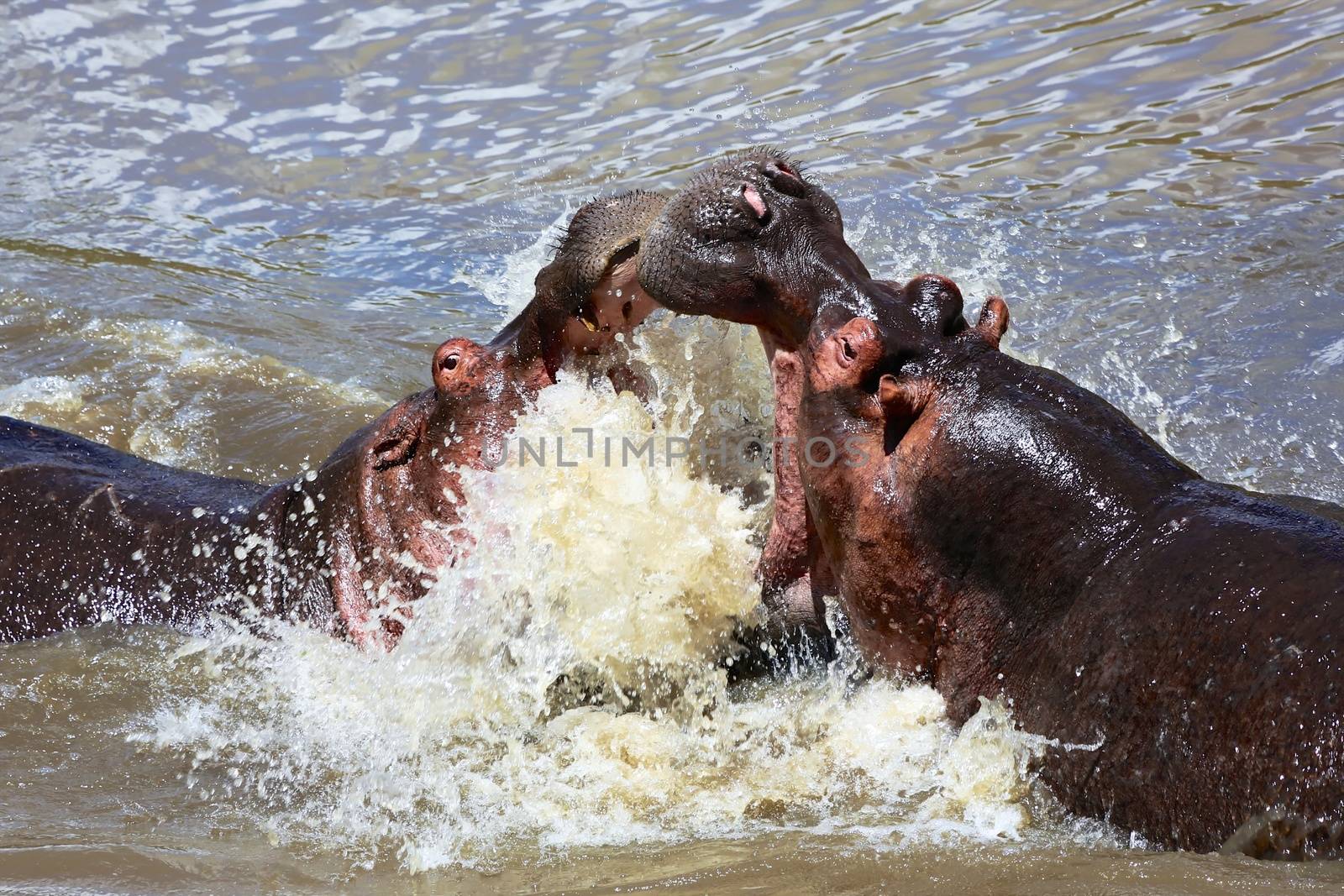 hippo fighting at the masai mara national park kenya africa by photogallet