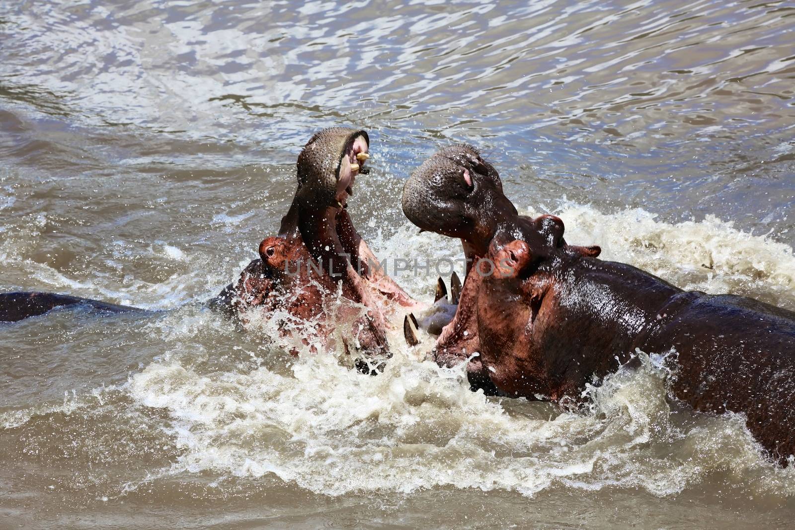 hippo fighting at the masai mara national park kenya by photogallet