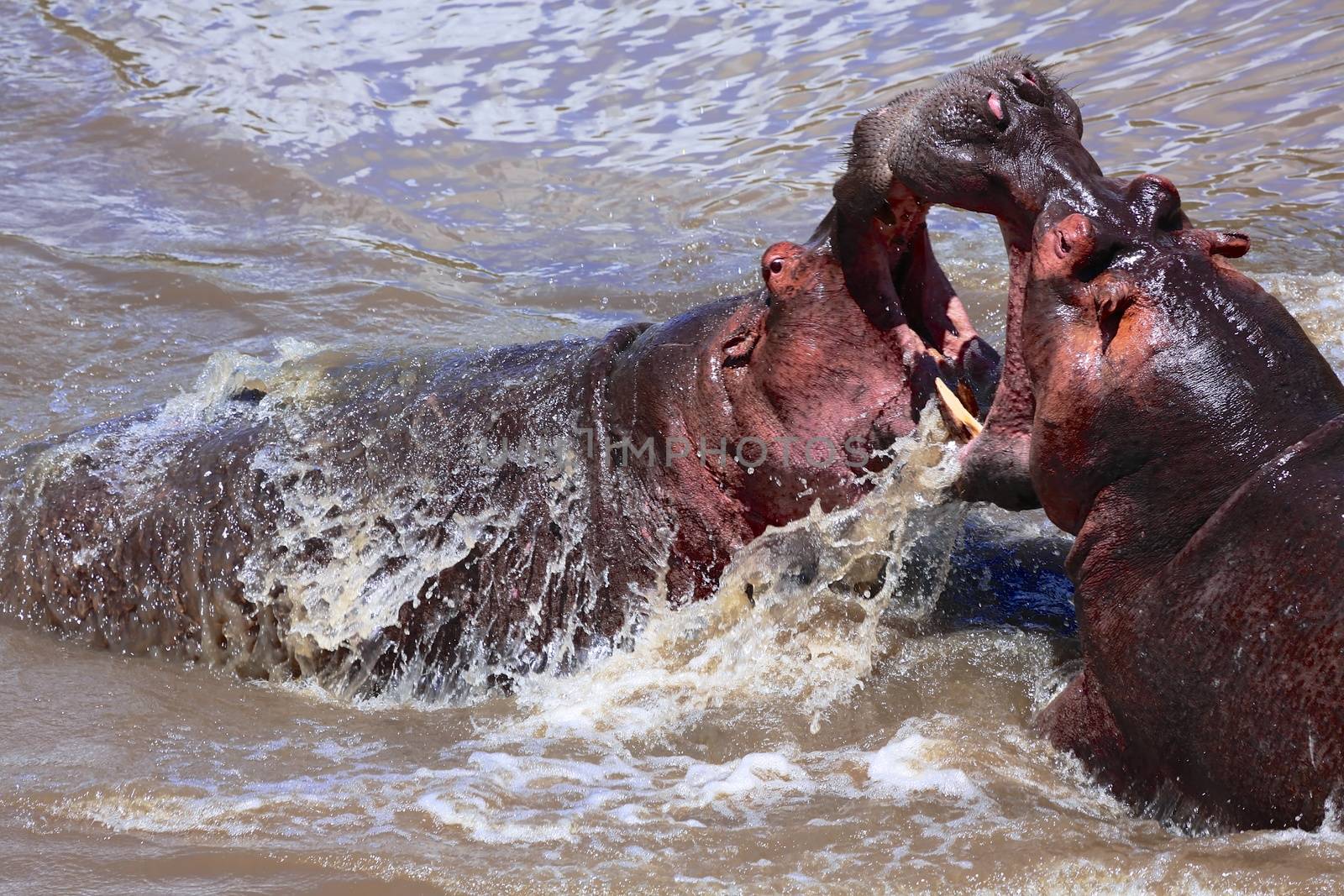 hippo fighting at the masai mara national park by photogallet